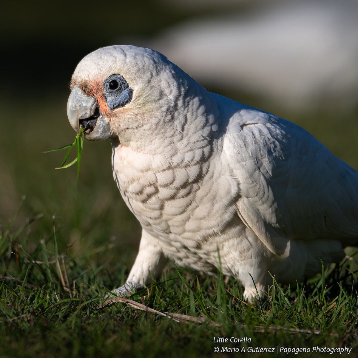 Little Corella - ML654838705