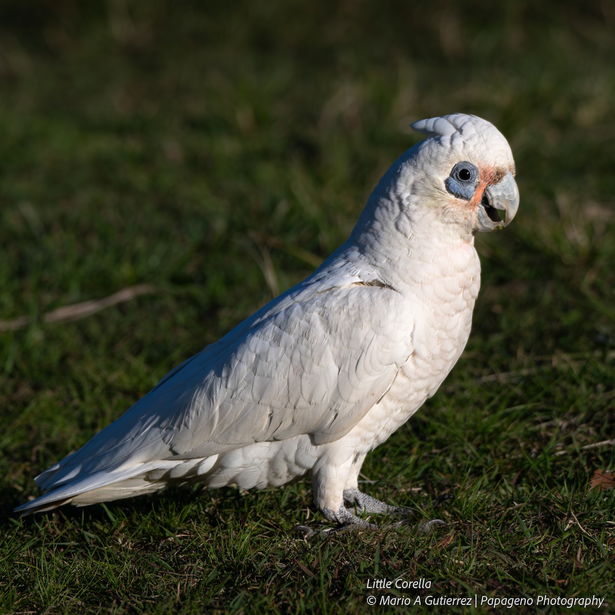 Little Corella - ML654838706