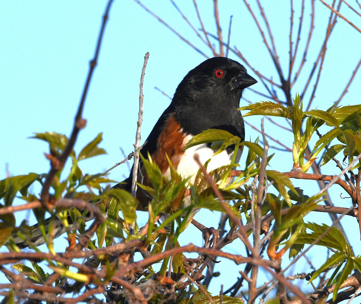 Eastern Towhee - ML654838711