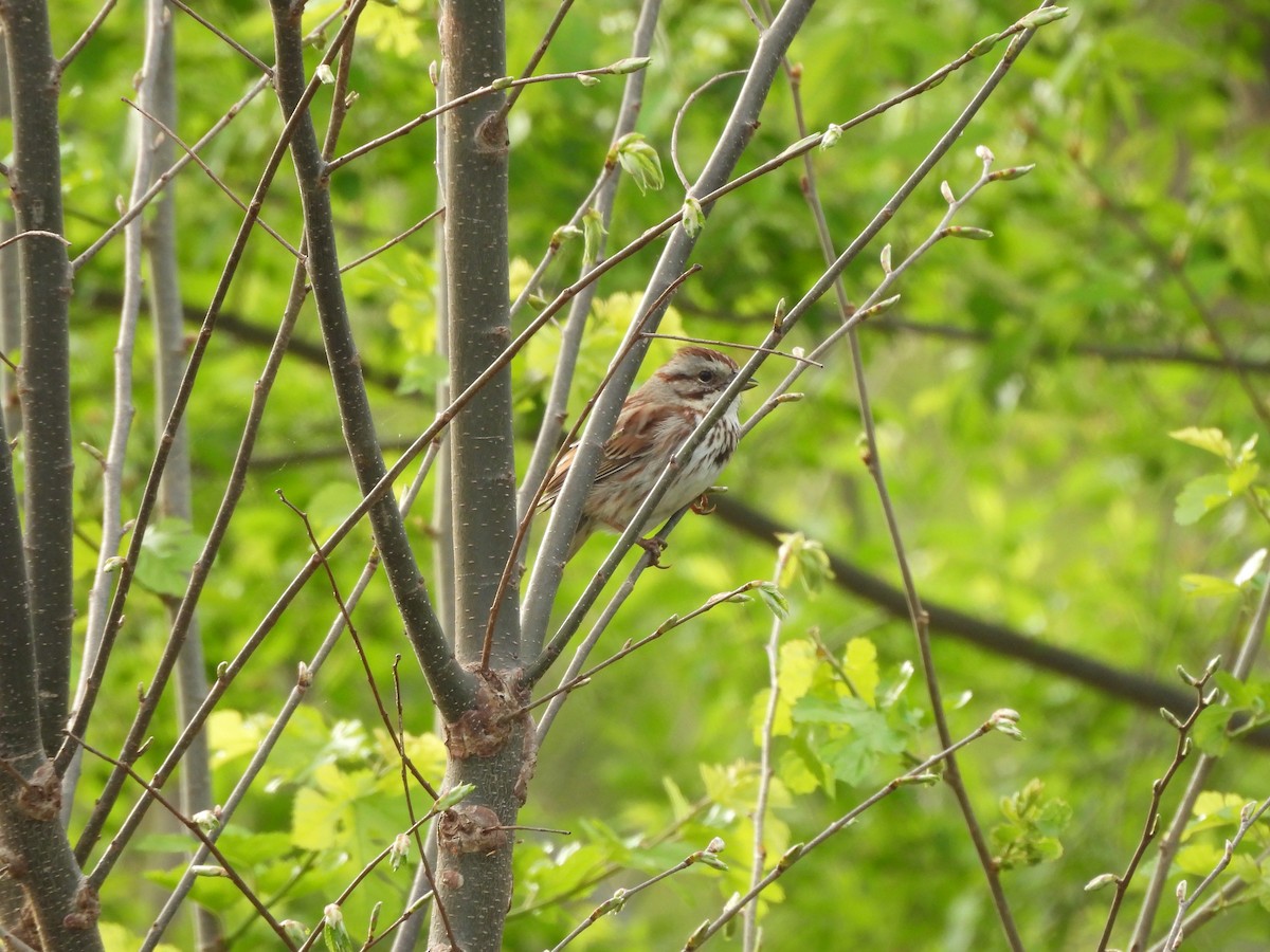 Song Sparrow - ML654838716