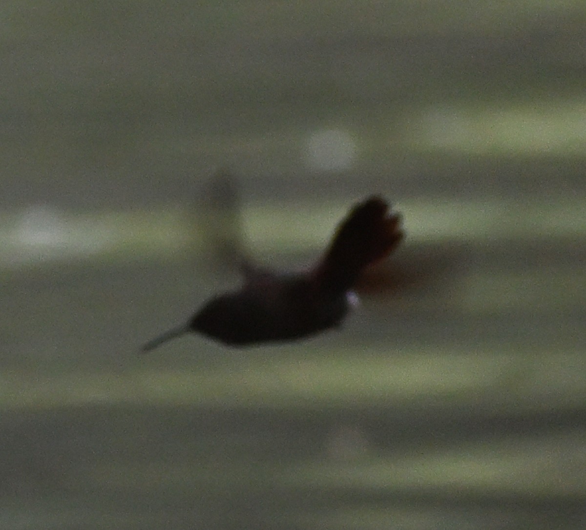 Berylline Hummingbird - ML654838717