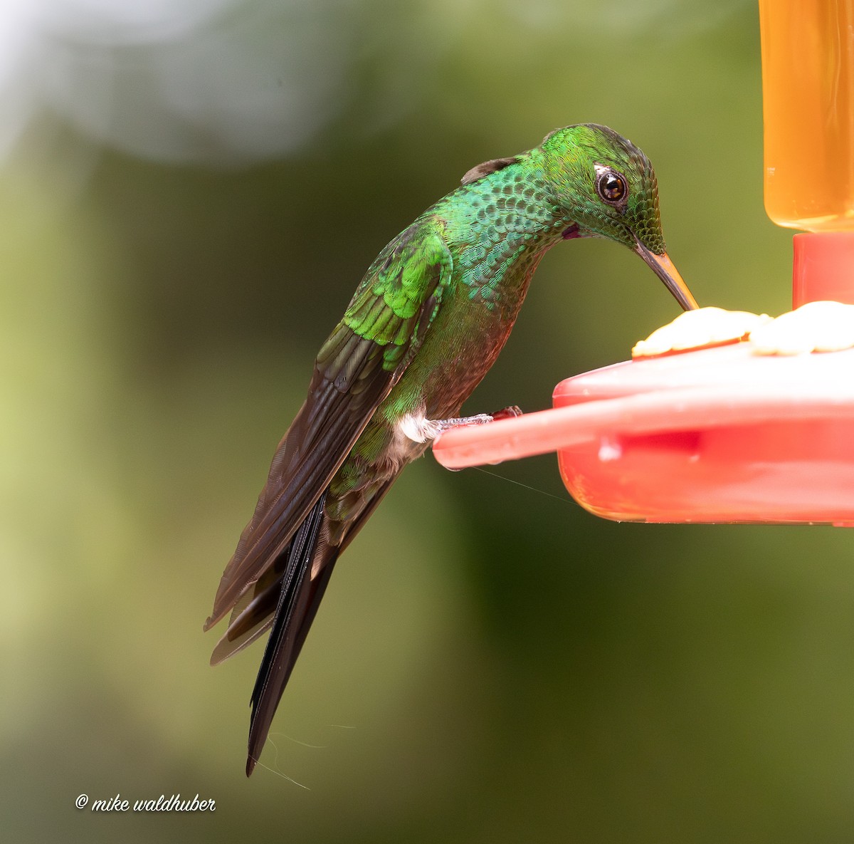 Green-crowned Brilliant - ML654838718