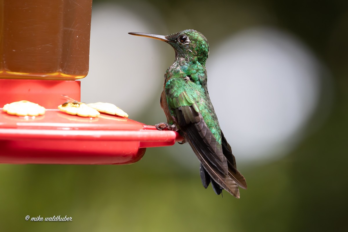 Green-crowned Brilliant - ML654838719