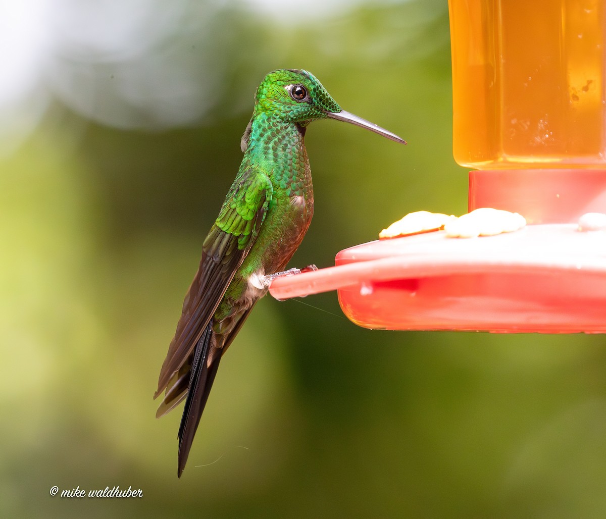 Green-crowned Brilliant - ML654838720