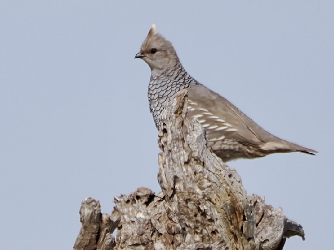 Scaled Quail - ML654838722