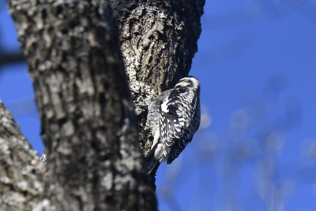 Yellow-bellied Sapsucker - ML654838727