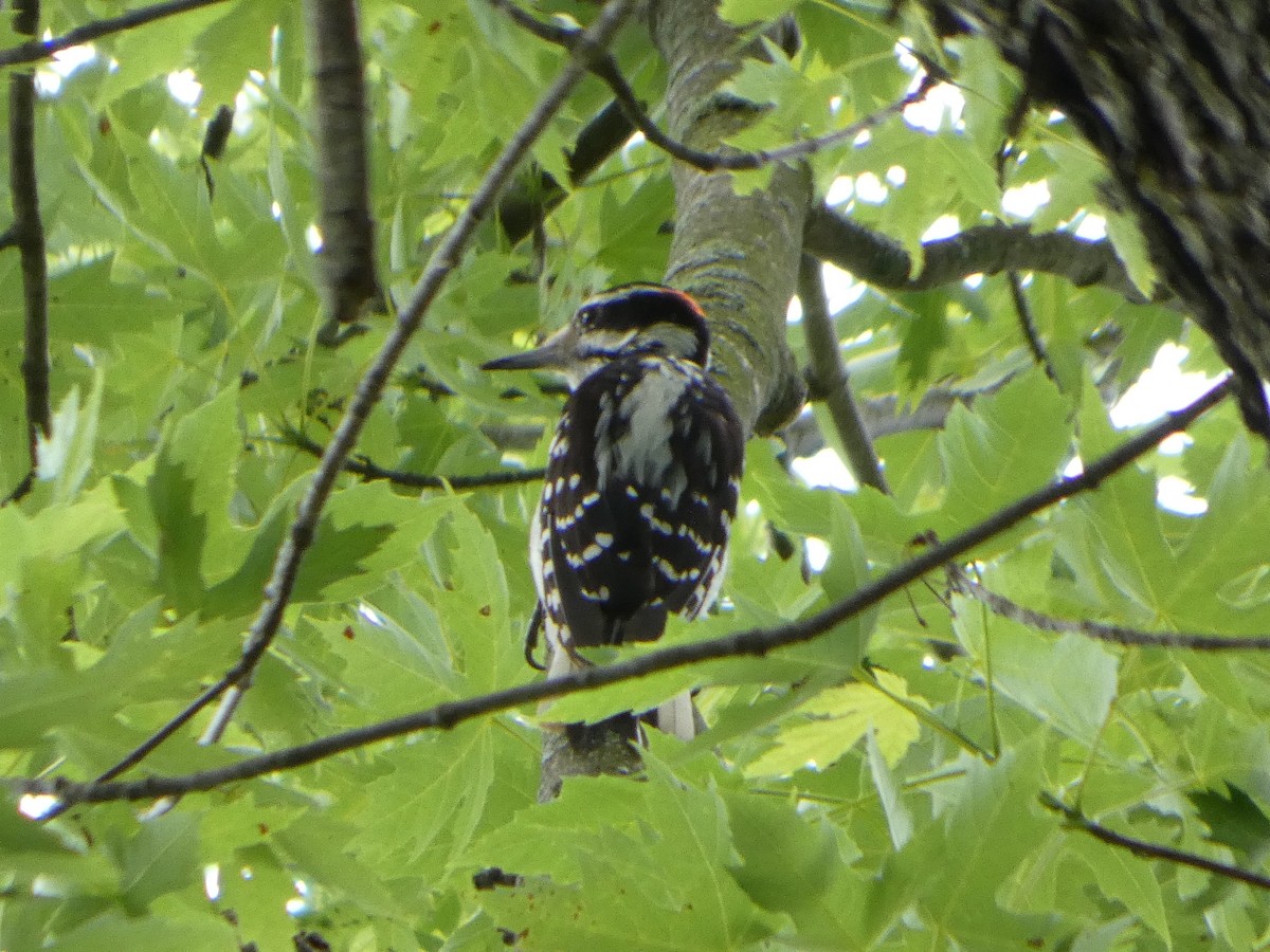Hairy Woodpecker - ML654838728