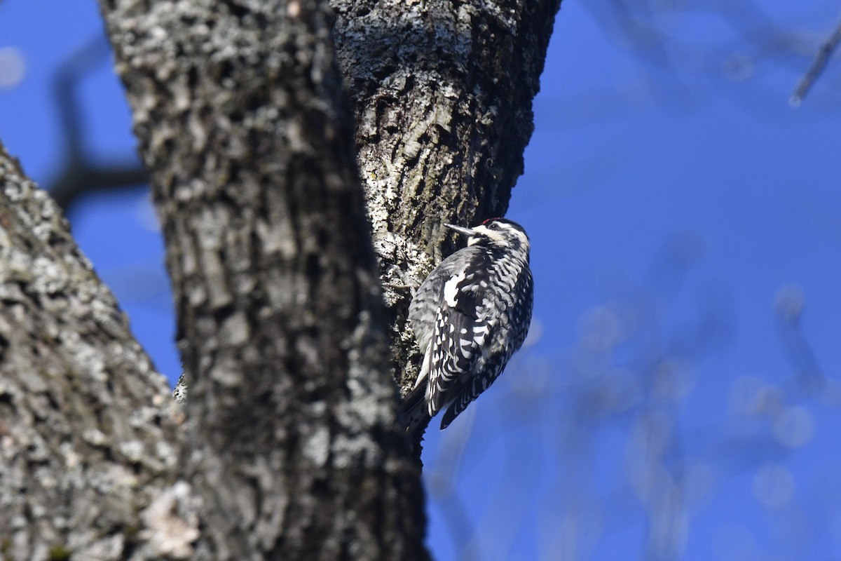 Yellow-bellied Sapsucker - ML654838729