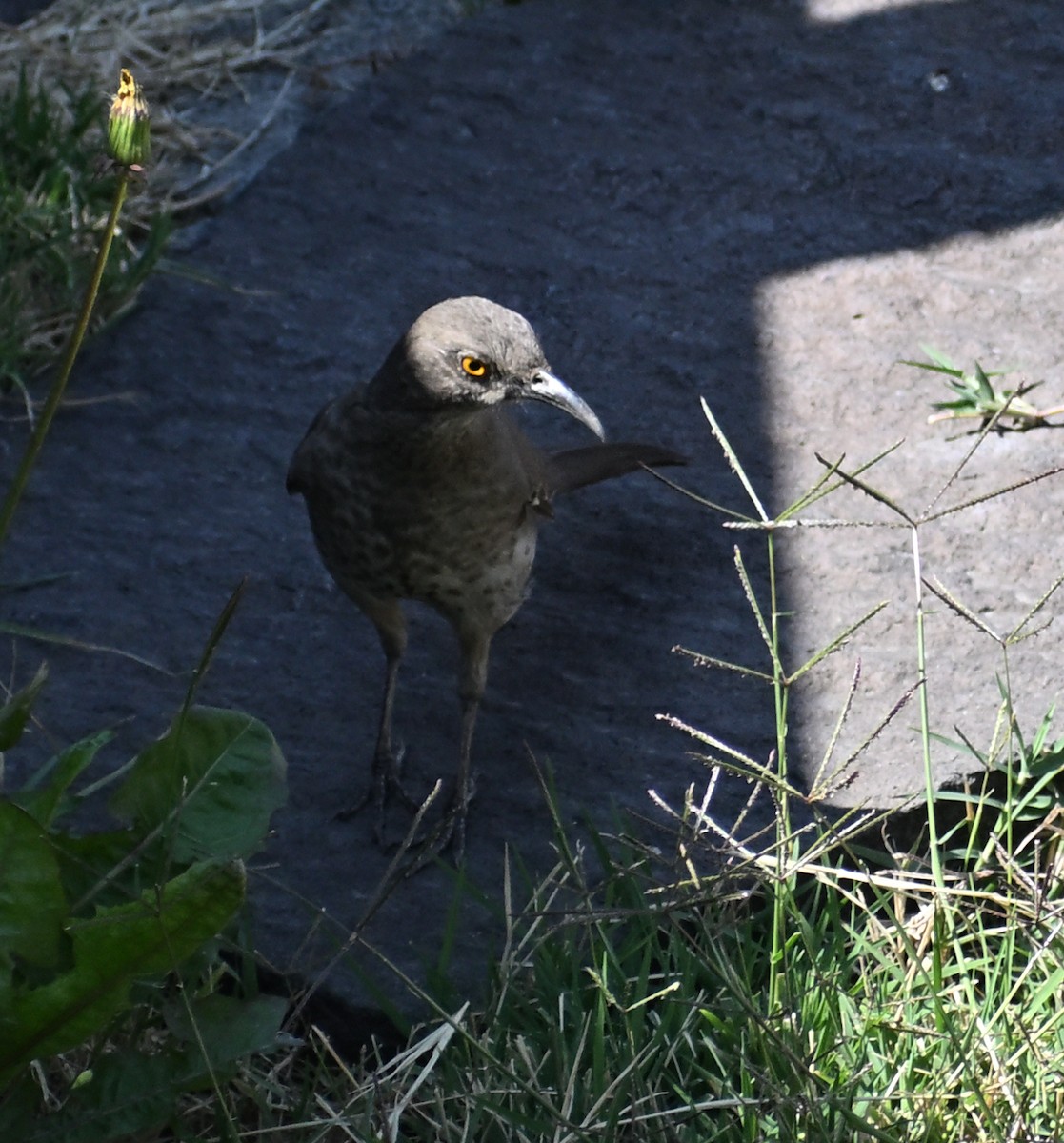 Curve-billed Thrasher - ML654838732