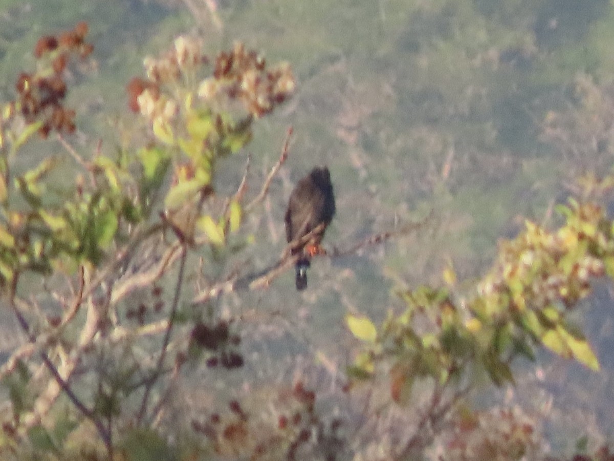 Crane Hawk - ML654838734