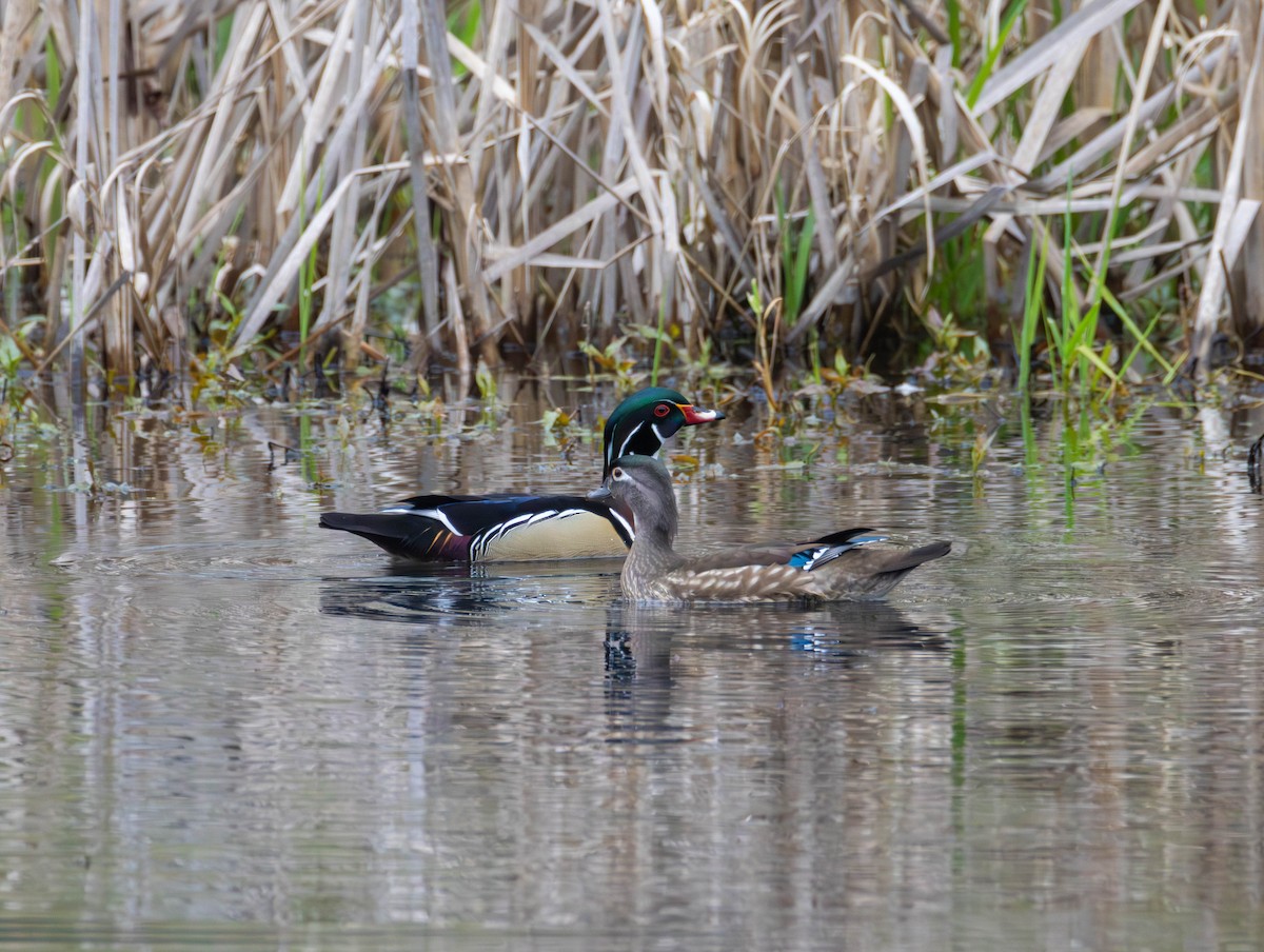 Canard branchu - ML654839596