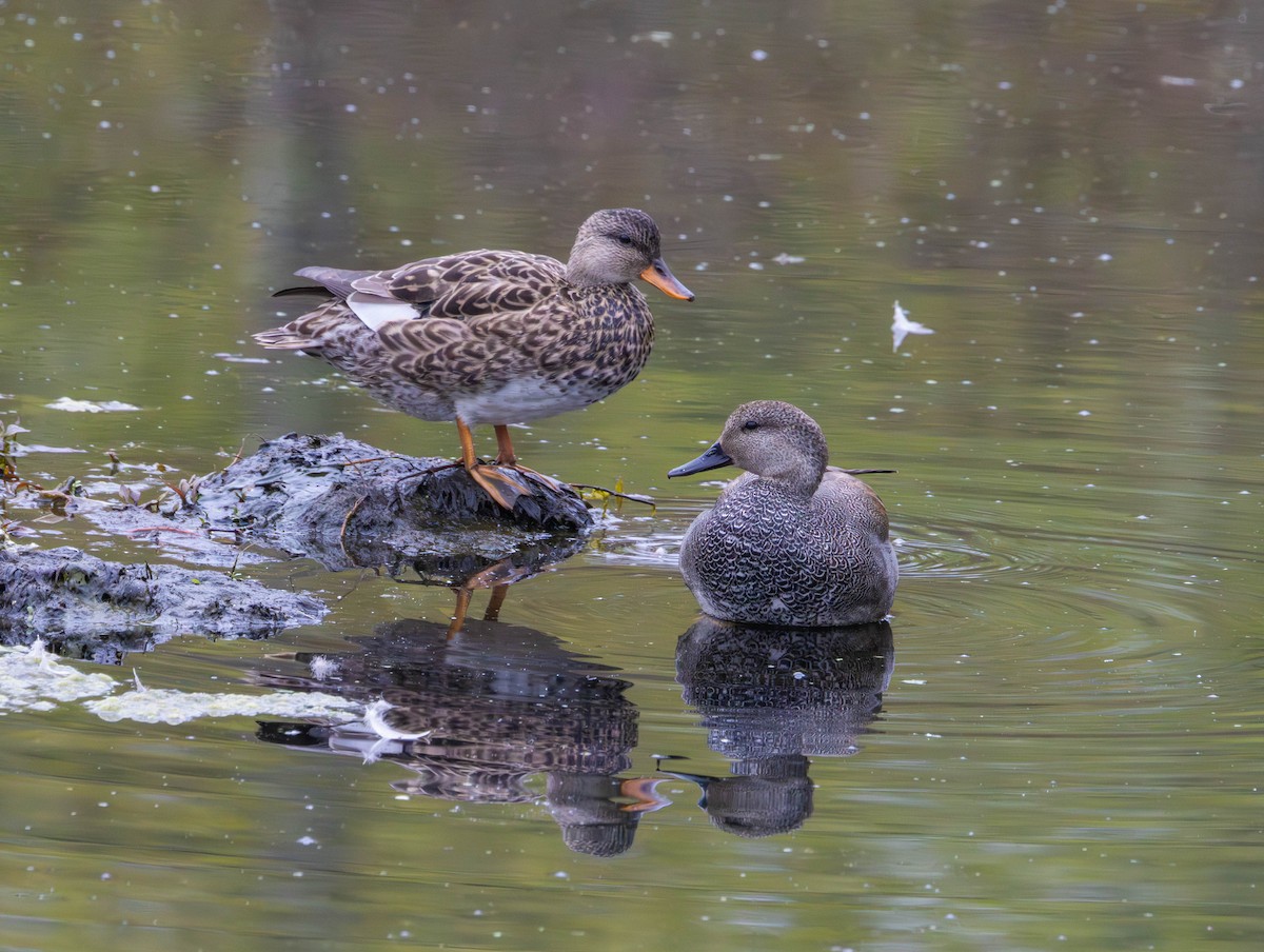 Canard chipeau - ML654839606