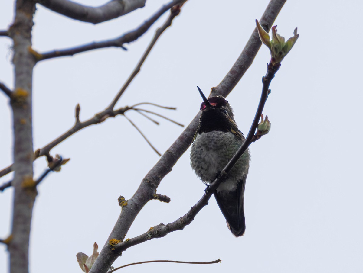 Colibri d'Anna - ML654839627