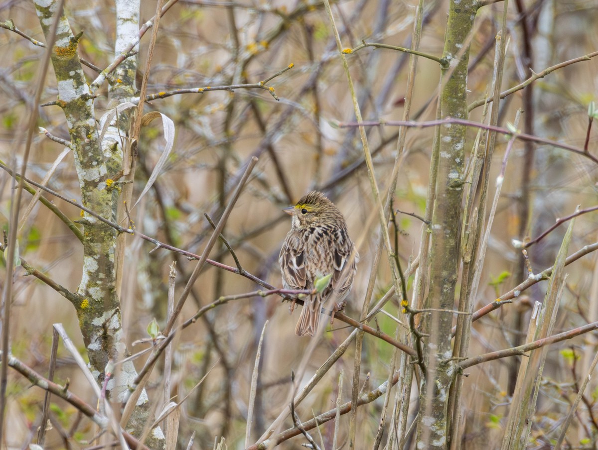 Bruant des prés - ML654839719
