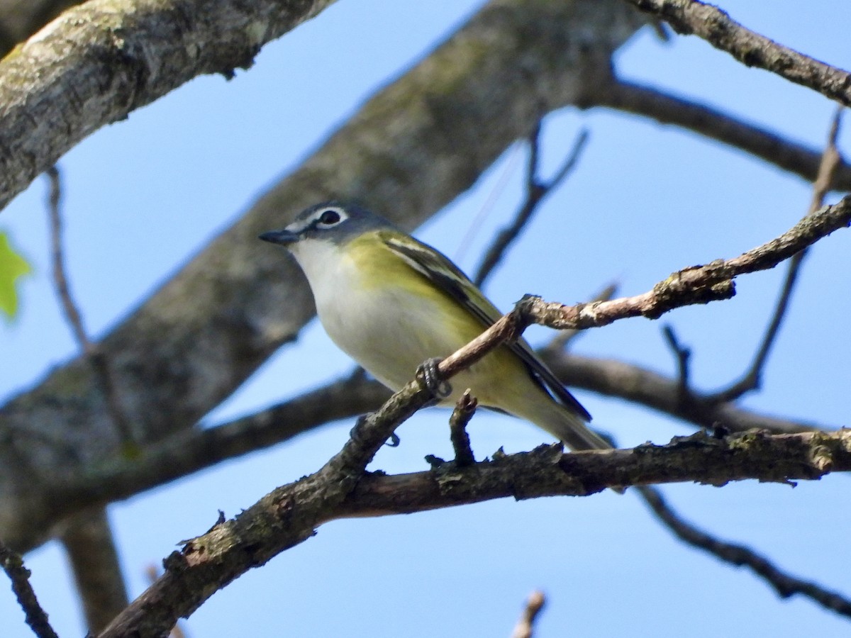Blue-headed Vireo - ML654841127