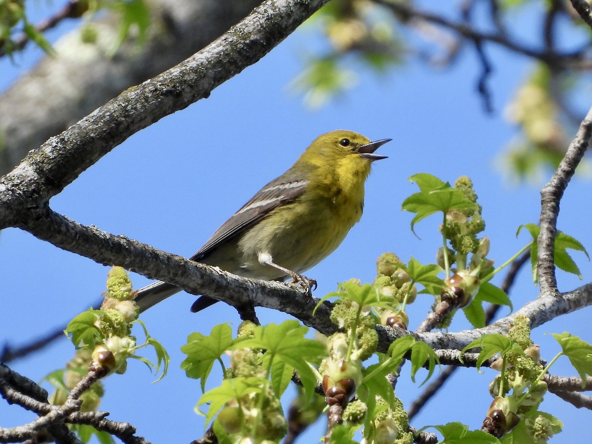 Pine Warbler - ML654841143