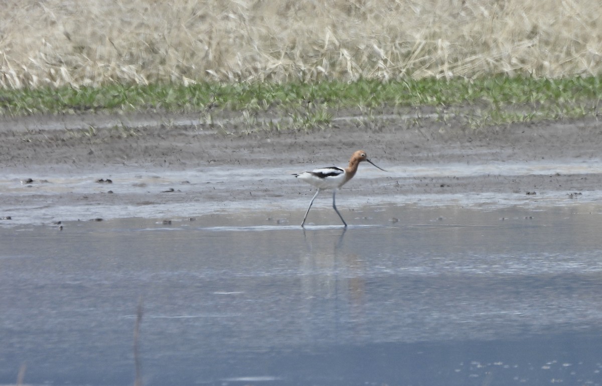 Avocette d'Amérique - ML654843064