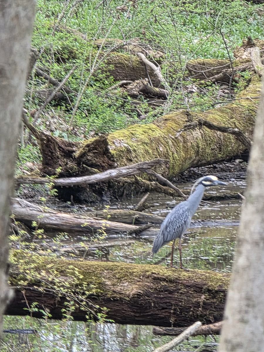 eBird Checklist - 12 Apr 2026 - Ferrettie/Baugo Creek County Park ...
