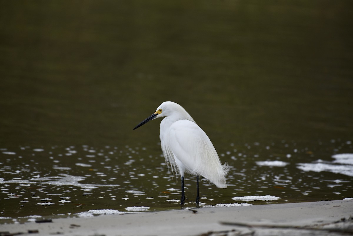 Snowy Egret - ML654843384