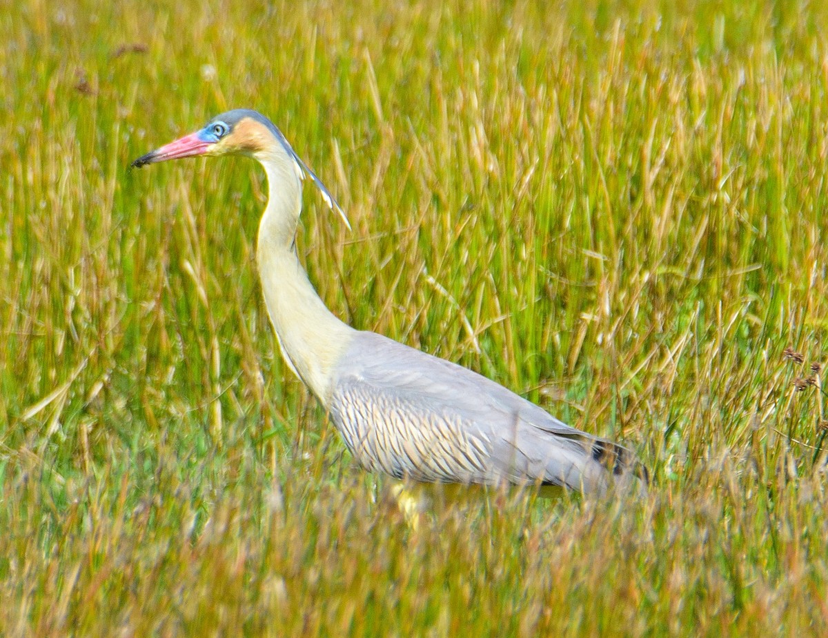 eBird Checklist - 6 Dec 2025 - Perdices - 78 species