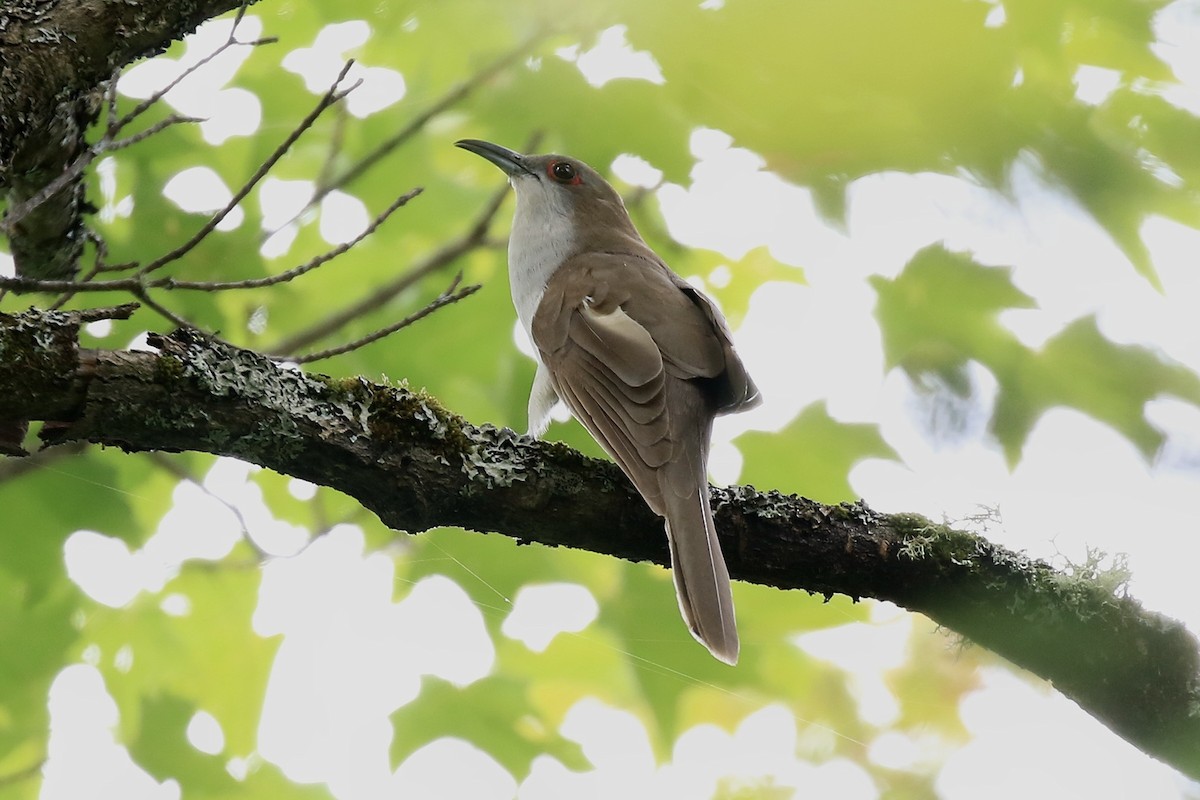 Cuclillo Piquinegro - ML654846579