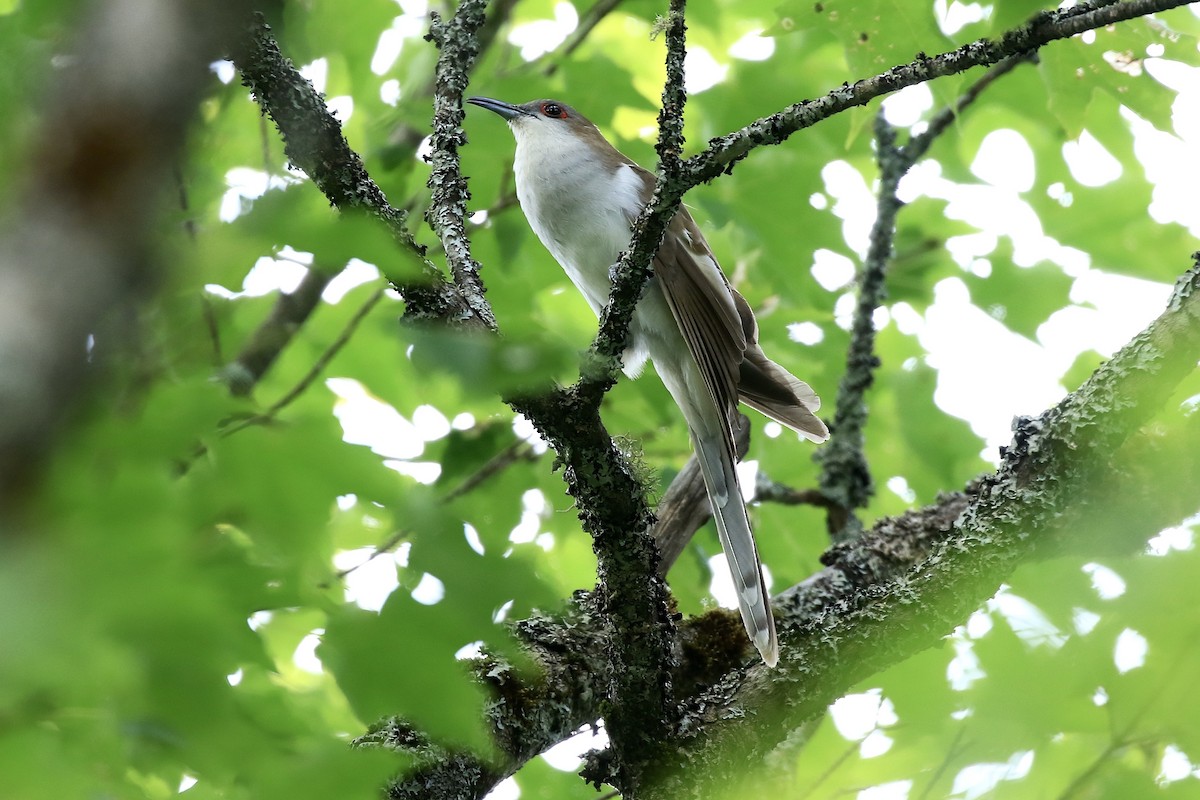 Cuclillo Piquinegro - ML654846580