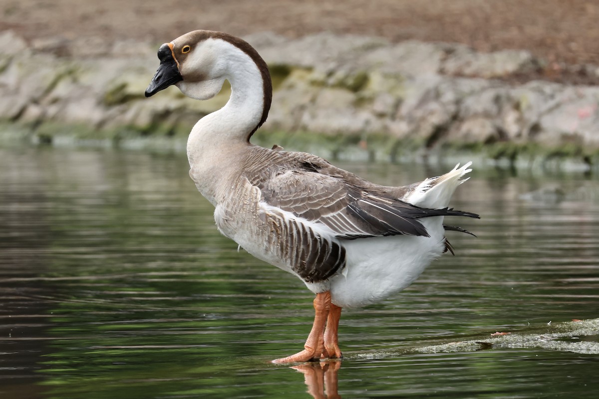 Ánsar Cisnal (variedad doméstica) - ML654847569