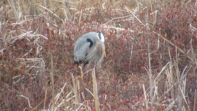 Garza Azulada - ML654847784