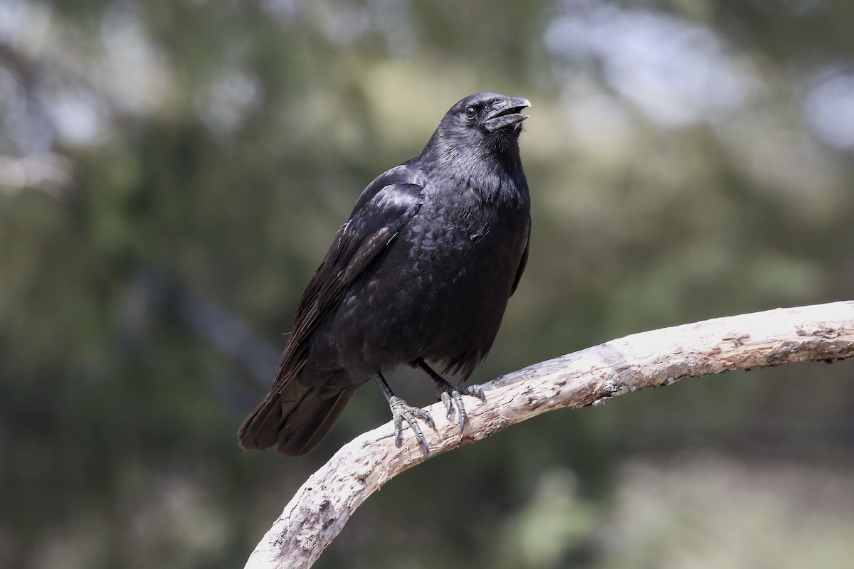 Cuervo Americano - ML654848012