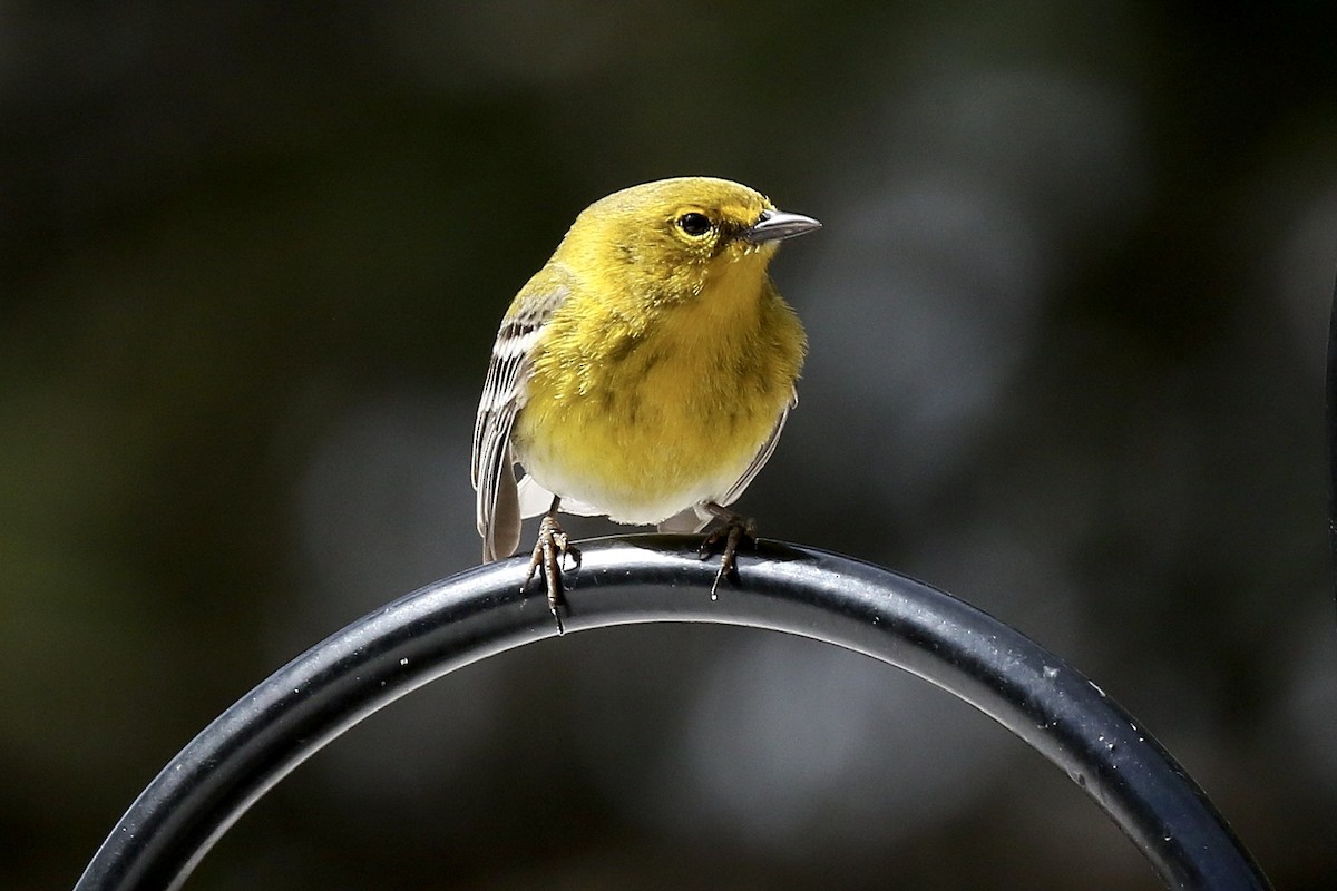 Reinita del Pinar - ML654848054