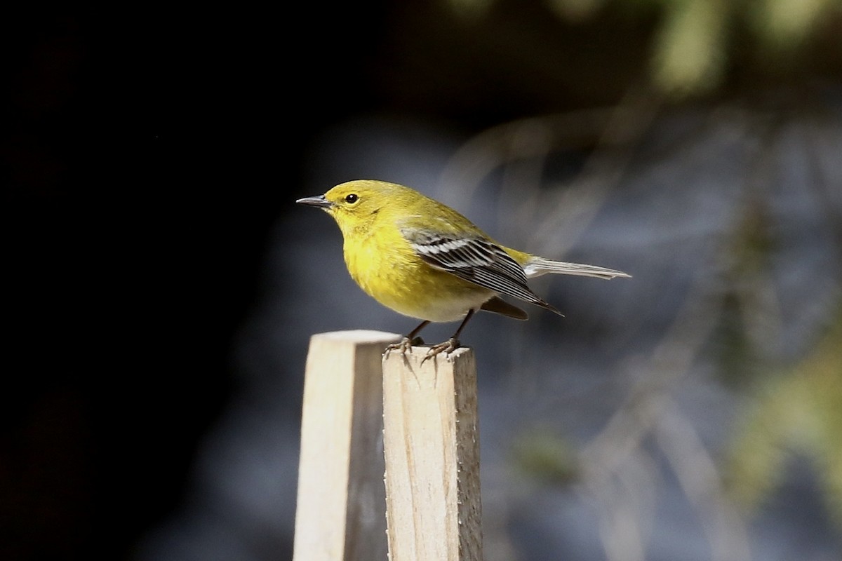 Reinita del Pinar - ML654848055