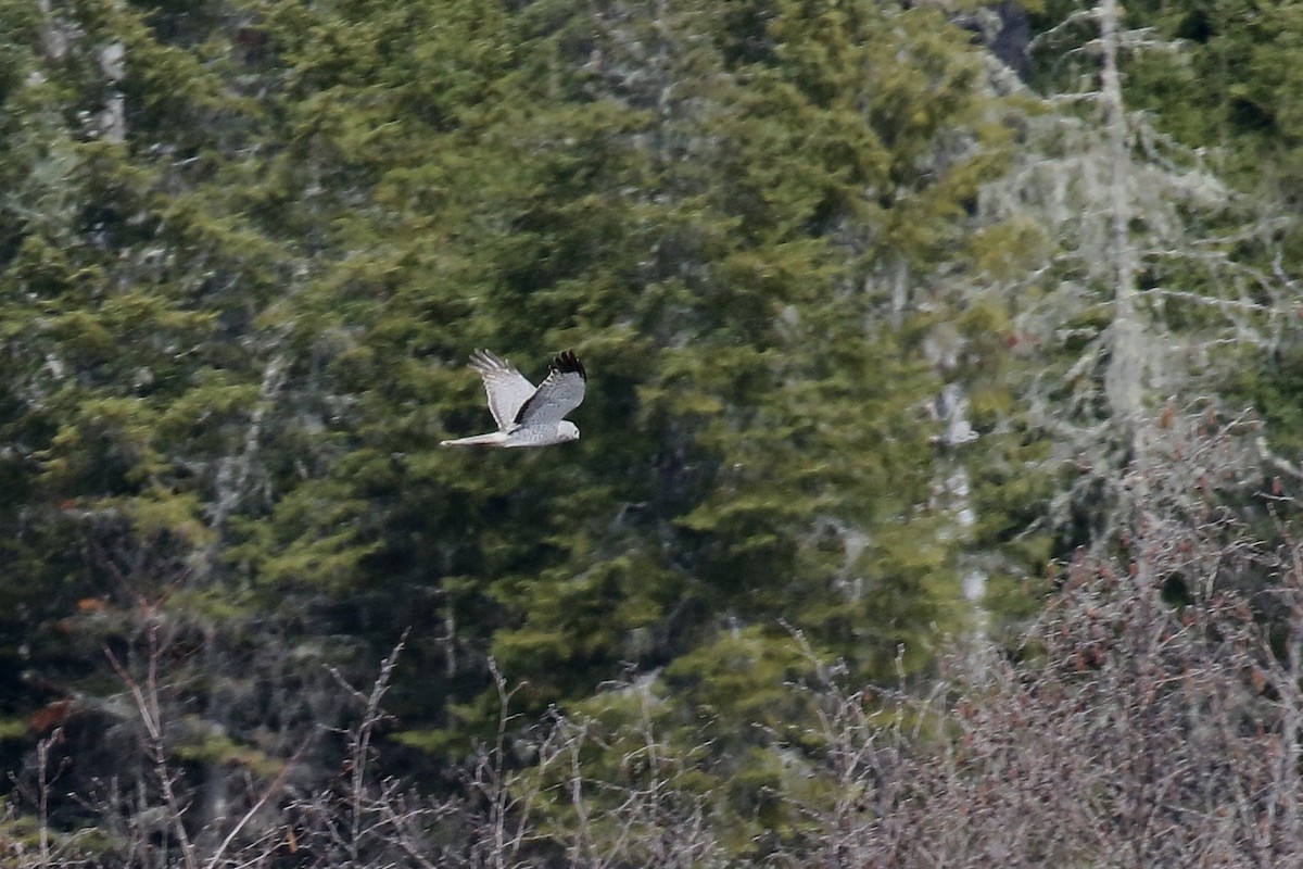 Aguilucho de Hudson - ML654848132