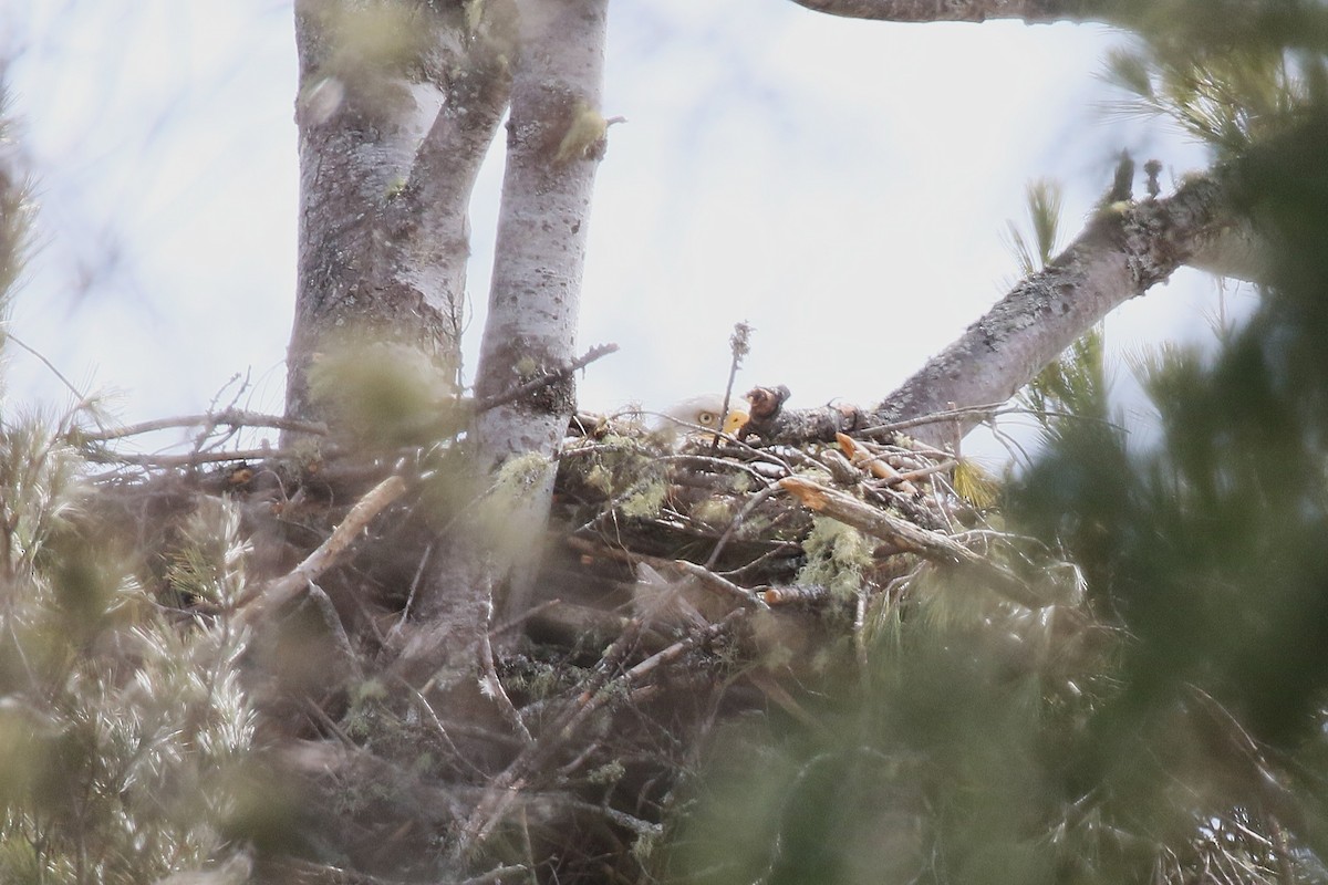 Pigargo Americano - ML654848163