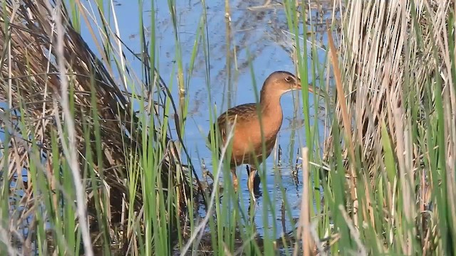 kongerikse - ML654848828