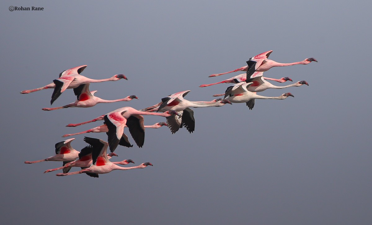 Lesser Flamingo - ML654850027