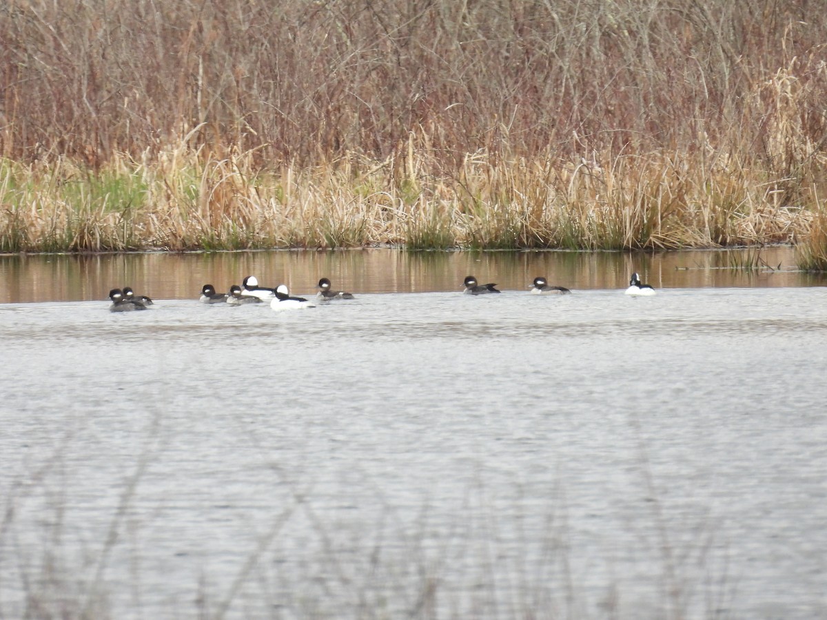 eBird Checklist - 11 Apr 2026 - Martin Rd., swamp - 17 species