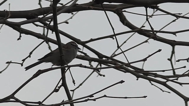 Карнатка білоброва - ML654851789