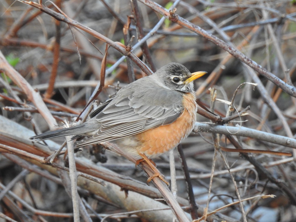 American Robin - ML654852499