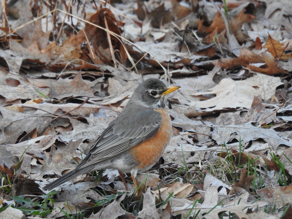 American Robin - ML654852529