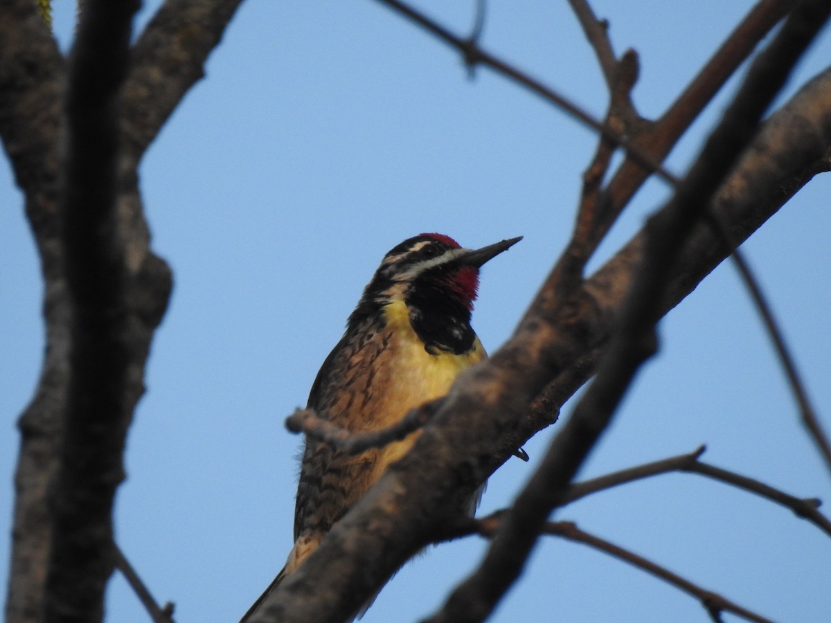Yellow-bellied Sapsucker - ML654852612