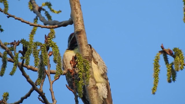Yellow-bellied Sapsucker - ML654852690