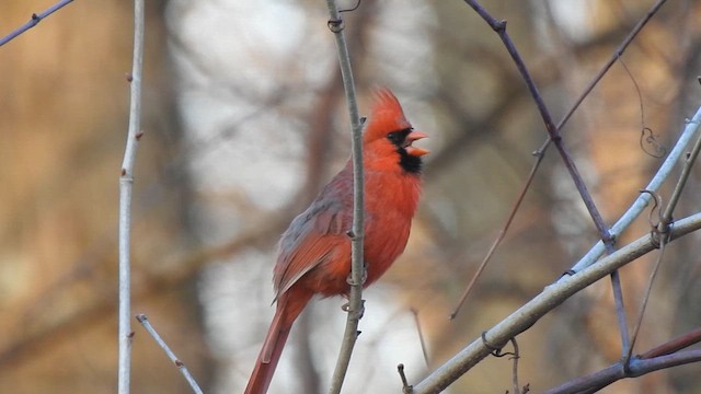 Northern Cardinal - ML654852730