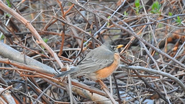 American Robin - ML654853104