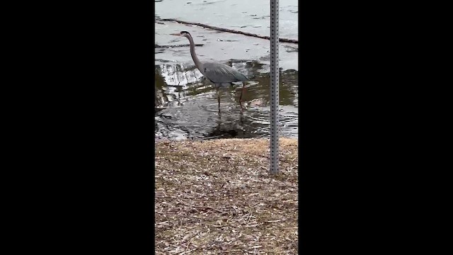 Garza Azulada - ML654853946