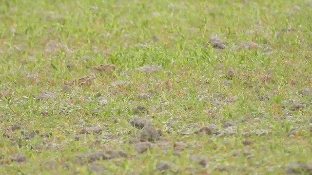 Grasläufer - ML654857662