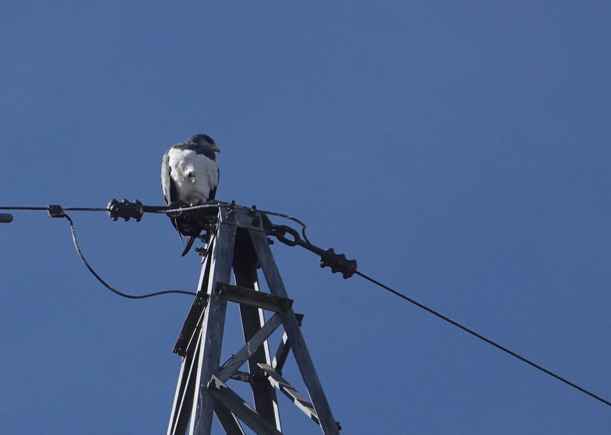 Black-chested Buzzard-Eagle - ML654858015