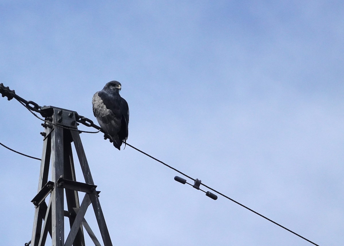 Black-chested Buzzard-Eagle - ML654858017