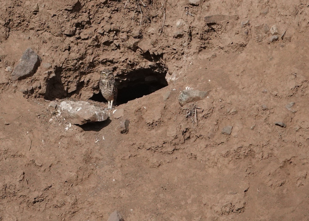 Burrowing Owl - ML654858120
