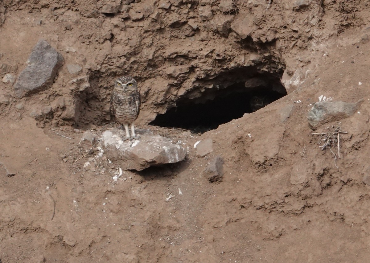 Burrowing Owl - ML654858121