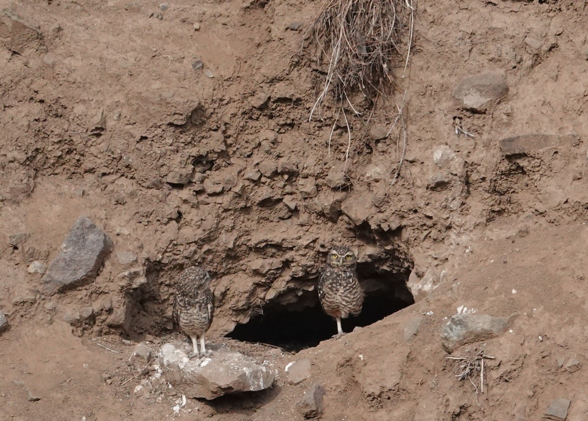 Burrowing Owl - ML654858122